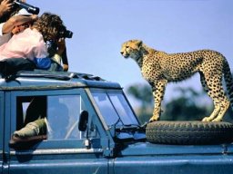 Best Wildlife Experience in Kenya